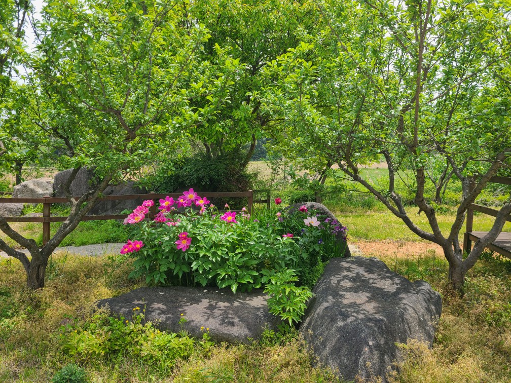 플래티늄 요양원에 작약이 활짝 피었습니다.