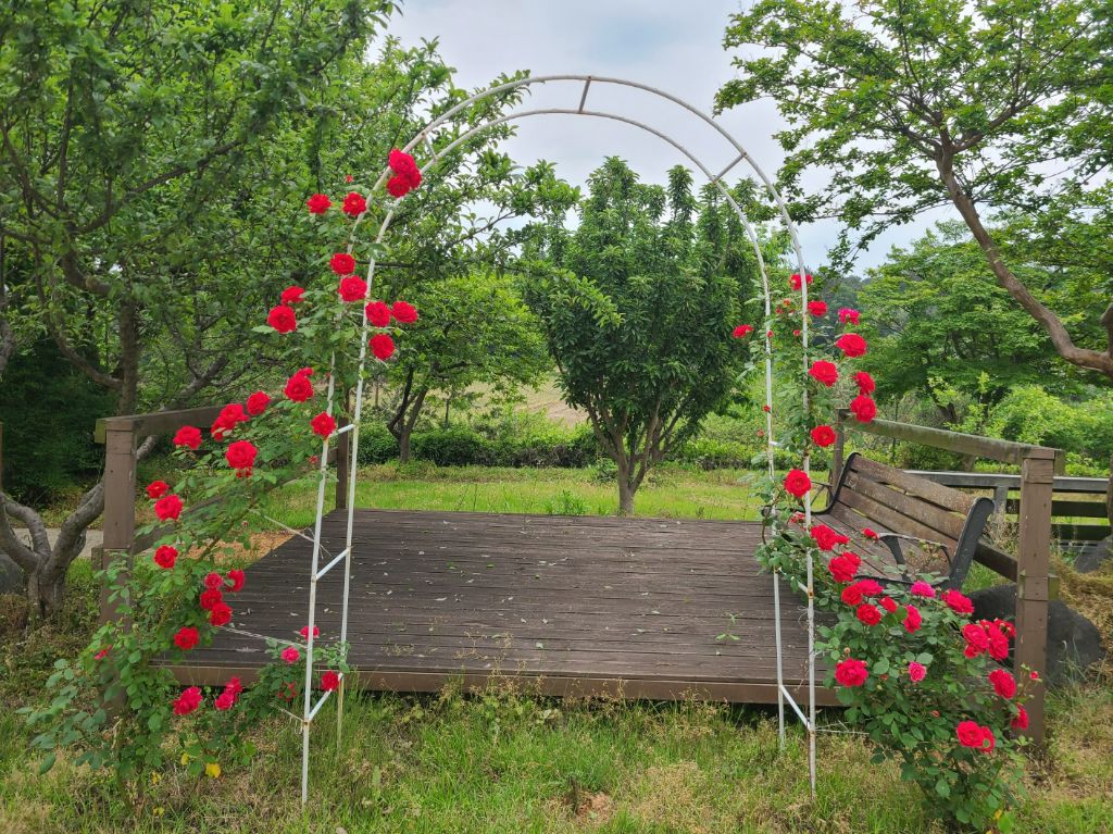 어르신 포토존 장미아치 올해는 활짝 피었습니다.